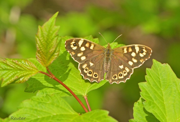 Waldbrettspiel (Pararge aegeria)